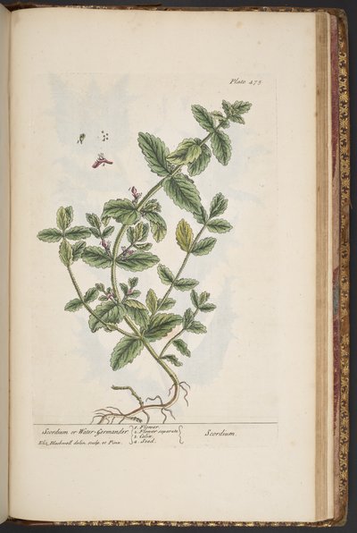 Talerz 475, z „Ciekawy zielnik” autorstwa Elizabeth Blackwell