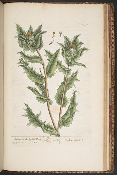 Tabliczka 476, Carduus, czyli Błogosławiony Oset, z „Ciekawy zielnik” autorstwa Elizabeth Blackwell