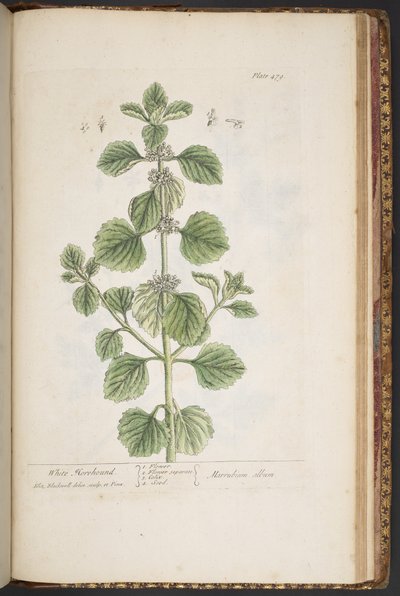 Talerz 479, z „Ciekawy zielnik” autorstwa Elizabeth Blackwell