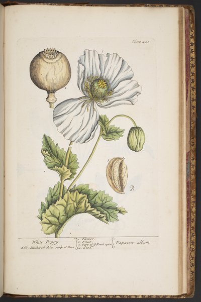 Talerz 483, z „Ciekawy zielnik” autorstwa Elizabeth Blackwell