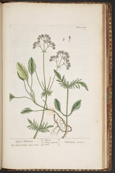 Talerz 484, z „Ciekawy zielnik” autorstwa Elizabeth Blackwell