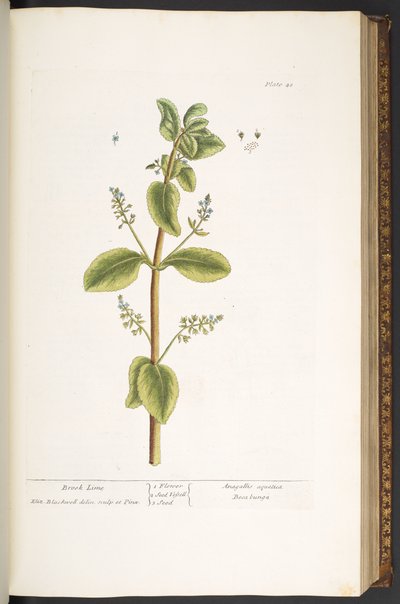 Talerz 48, Brook Lime, z „Ciekawego zielnika” autorstwa Elizabeth Blackwell