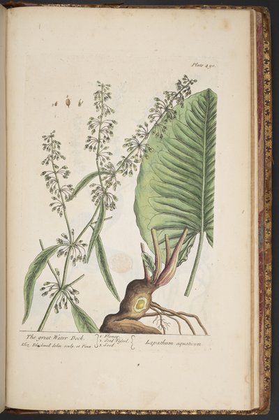 Talerz 490, z „Ciekawy zielnik” autorstwa Elizabeth Blackwell