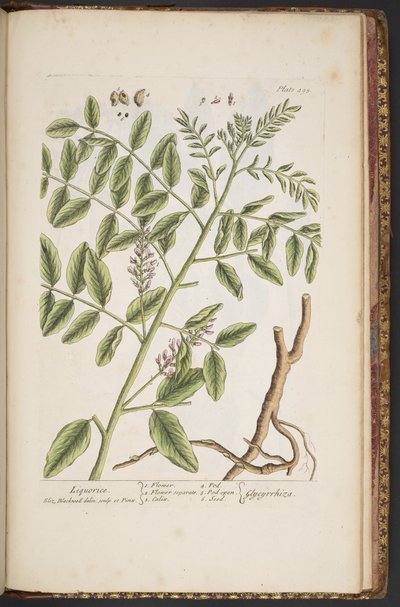Talerz 494, z „Ciekawy zielnik” autorstwa Elizabeth Blackwell