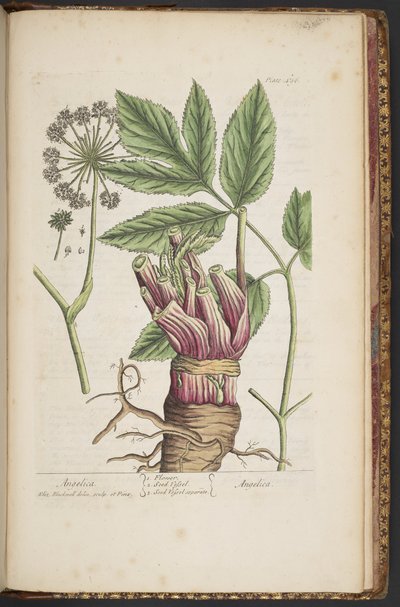 Talerz 495, z „Ciekawy zielnik” autorstwa Elizabeth Blackwell