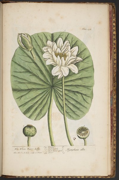 Talerz 497, z „Ciekawy zielnik” autorstwa Elizabeth Blackwell