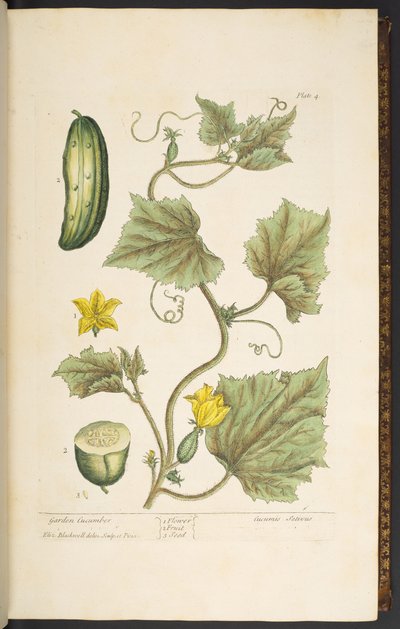 Talerz 4, Ogórek ogrodowy, z „Ciekawy zielnik” autorstwa Elizabeth Blackwell