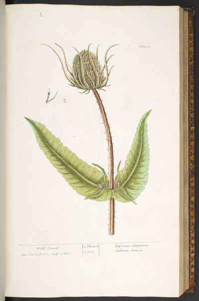 Talerz 50, Dzika szczecina, z „Ciekawego ziela” autorstwa Elizabeth Blackwell