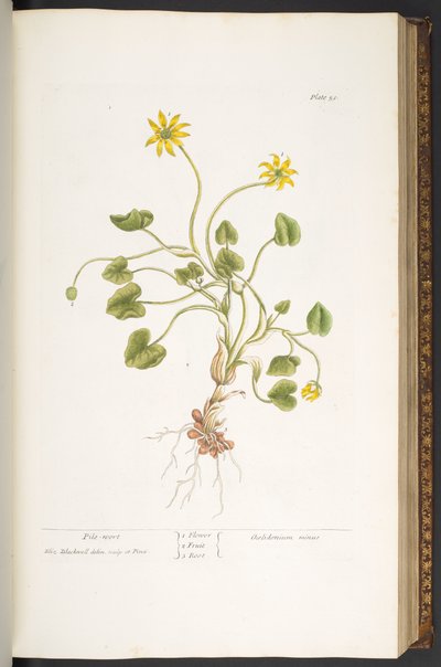 Talerz 51, Pieluszka, z „Ciekawego ziela” autorstwa Elizabeth Blackwell