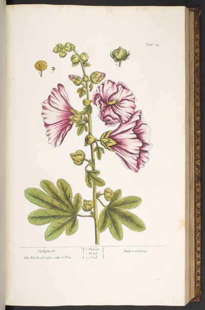 Talerz 54, Malwy, z „Ciekawskiego zielnika” autorstwa Elizabeth Blackwell