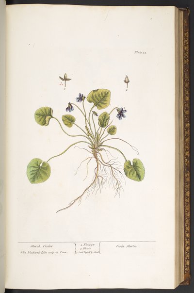 Talerz 55, Marzec Fiolet, z „Ciekawy Herbal” autorstwa Elizabeth Blackwell
