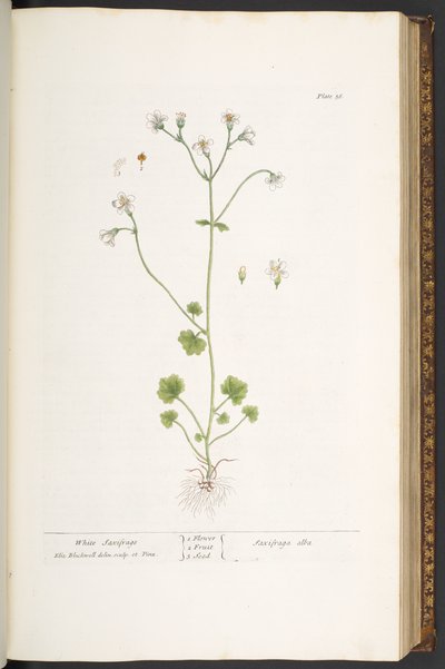Talerz 56, Biała Skalnica, z „Ciekawy Ziołowy” autorstwa Elizabeth Blackwell