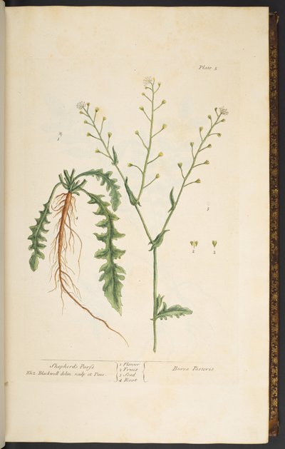 Talerz 5, Torebka Pasterza, z 