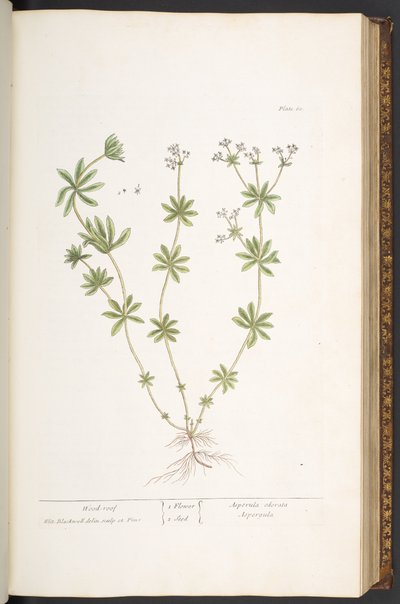 Talerz 60, Drewniany dach z „Ciekawego zielnika” autorstwa Elizabeth Blackwell