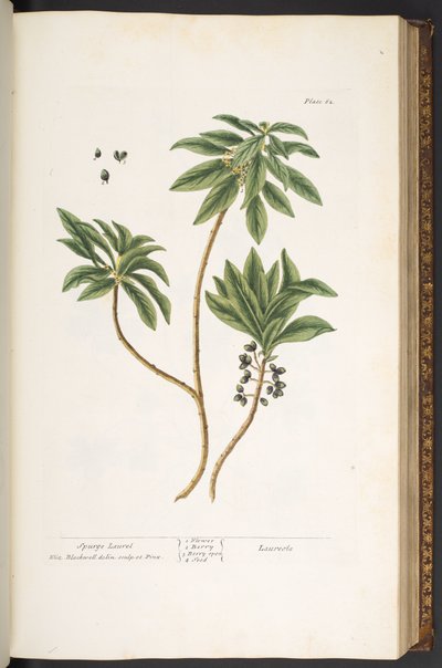 Talerz 62, z „Ciekawy zielnik” autorstwa Elizabeth Blackwell