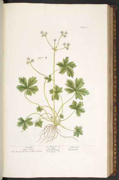 Tablica 63, Sanicle Samoleczenie, z „Ciekawego ziela” autorstwa Elizabeth Blackwell