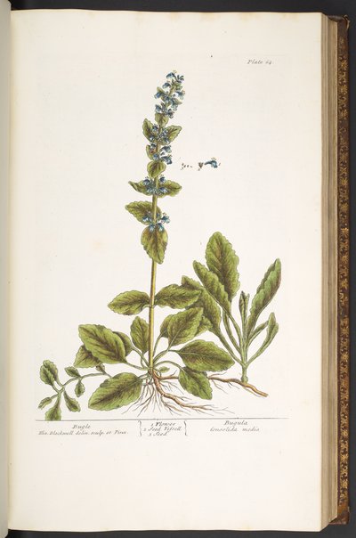 Talerz 64, Trąbka, z „Ciekawego zielnika” autorstwa Elizabeth Blackwell