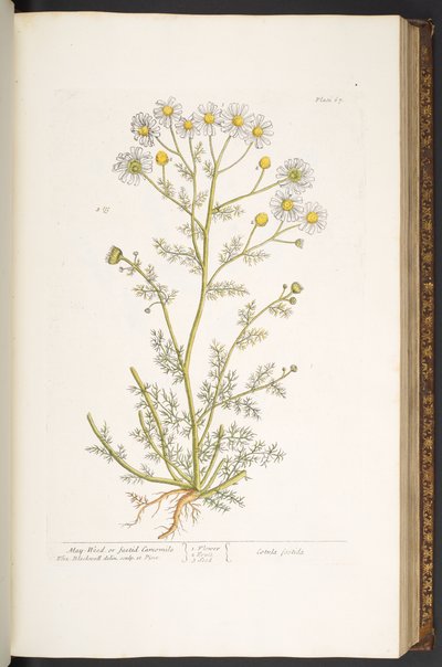 Talerz 67, z „Ciekawy zielnik” autorstwa Elizabeth Blackwell