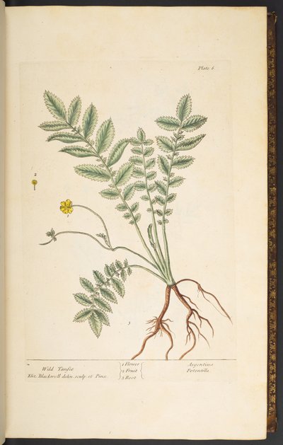 Talerz 6, Dziki Tansie, z „Ciekawego zielnika” autorstwa Elizabeth Blackwell