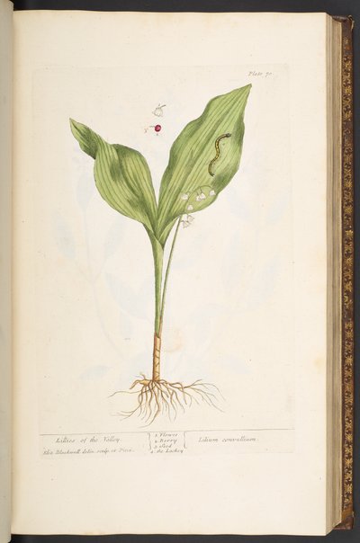 Talerz 70, z „Ciekawy zielnik” autorstwa Elizabeth Blackwell