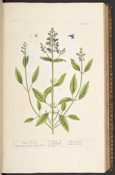 Talerz 71, z „Ciekawy zielnik” autorstwa Elizabeth Blackwell