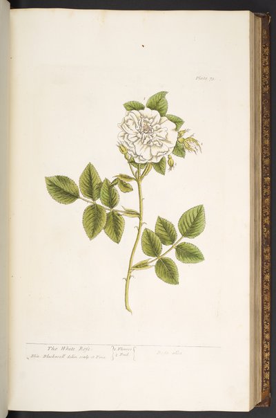 Talerz 73, z „Ciekawy zielnik” autorstwa Elizabeth Blackwell
