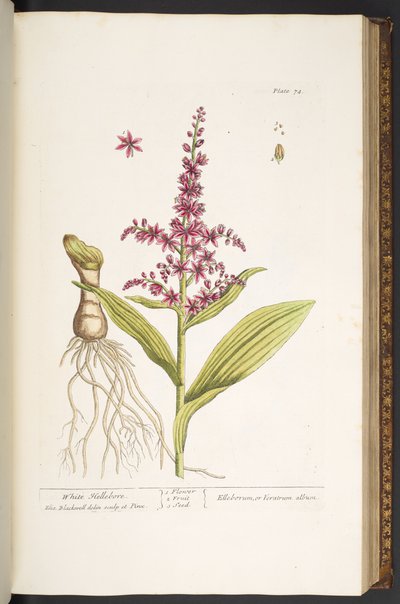 Talerz 74, z „Ciekawy zielnik” autorstwa Elizabeth Blackwell