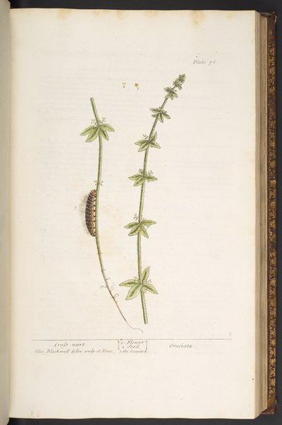 Talerz 76, Krzyżówka, z „Ciekawy Herbal” autorstwa Elizabeth Blackwell