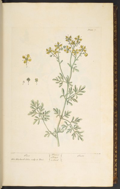 Talerz 7, Rue, z „Ciekawy zielnik” autorstwa Elizabeth Blackwell