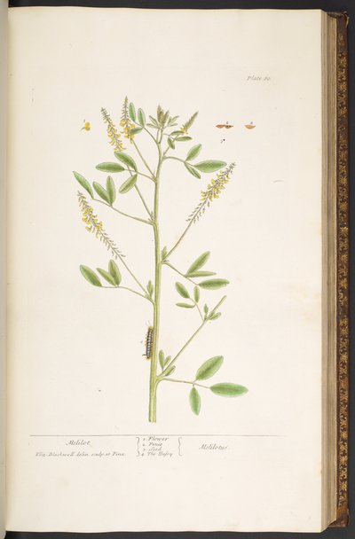 Talerz 80, z „Ciekawy zielnik” autorstwa Elizabeth Blackwell