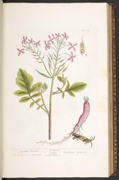 Talerz 81, z „Ciekawy zielnik” autorstwa Elizabeth Blackwell