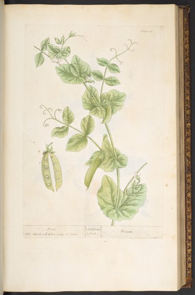 Talerz 83, z „Ciekawy zielnik” autorstwa Elizabeth Blackwell