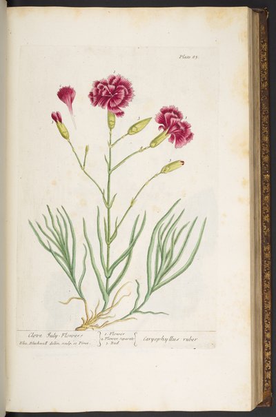 Talerz 85, z „Ciekawy zielnik” autorstwa Elizabeth Blackwell