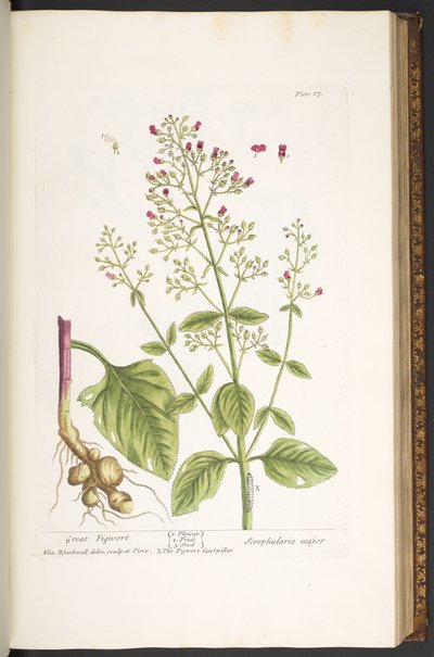 Talerz 87, z „Ciekawy zielnik” autorstwa Elizabeth Blackwell
