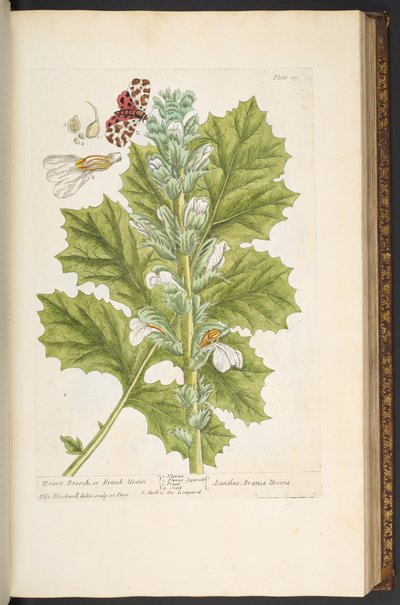 Talerz 89, z „Ciekawy zielnik” autorstwa Elizabeth Blackwell