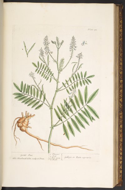 Talerz 92, z „Ciekawy zielnik” autorstwa Elizabeth Blackwell
