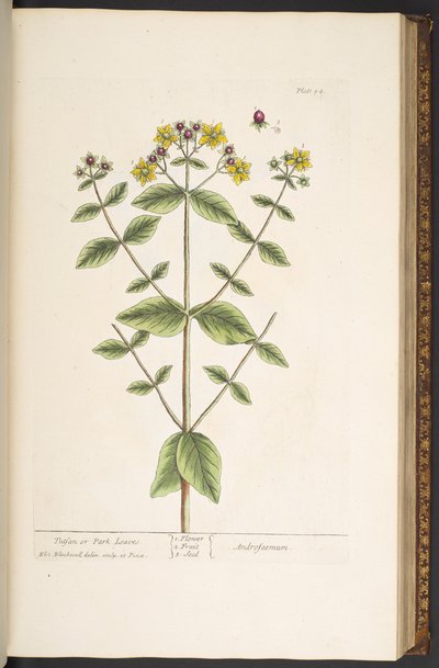 Tabliczka 94, z „Ciekawy zielnik” autorstwa Elizabeth Blackwell