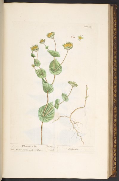 Talerz 95, z „Ciekawy zielnik” autorstwa Elizabeth Blackwell
