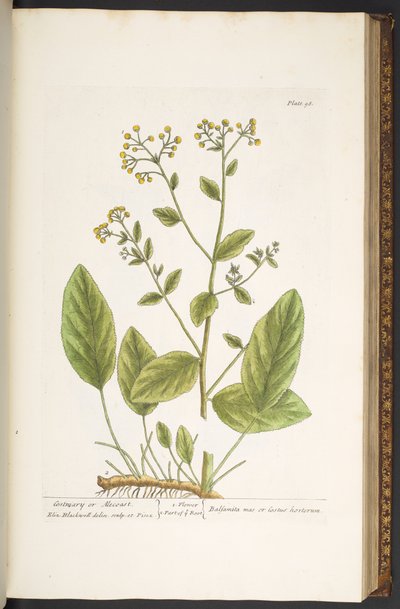 Talerz 98, z „Ciekawy zielnik” autorstwa Elizabeth Blackwell
