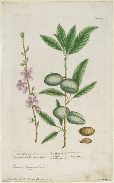 Słodkie drzewo migdałowe. Słodki Migdał, 1737. autorstwa Elizabeth Blackwell