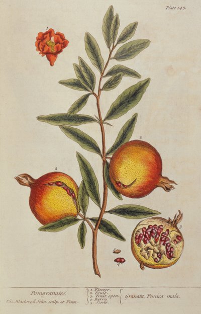 Punica granatum, z Ciekawego ziela, 1782 autorstwa Elizabeth Blackwell