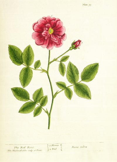 Róża: Gallica, z „Ciekawy zielnik”, 1737 autorstwa Elizabeth Blackwell