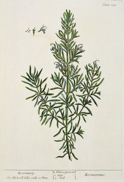Rosmarinus Officinalis, z „Ciekawy zielnik”, 1782 (kolorowy grawerunek) autorstwa Elizabeth Blackwell