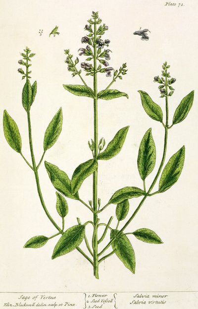 Salviam z "A Curious Herbal", 1782 (rycina kolorowa) autorstwa Elizabeth Blackwell