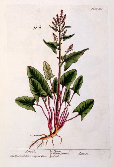Sorrel, płyta 230 z „Ciekawego zielnika”, wydana w 1782 r. (kolorowa grawerunek) autorstwa Elizabeth Blackwell
