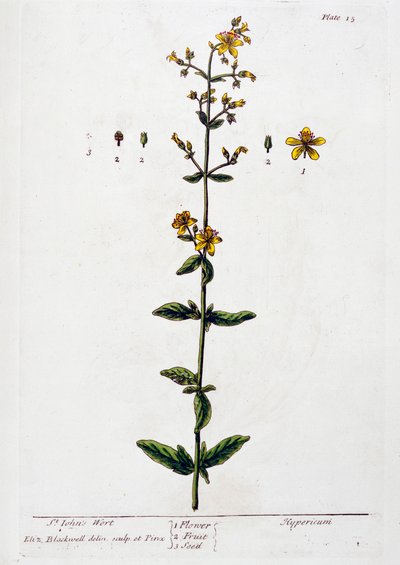 Ziele dziurawca, 1782 autorstwa Elizabeth Blackwell