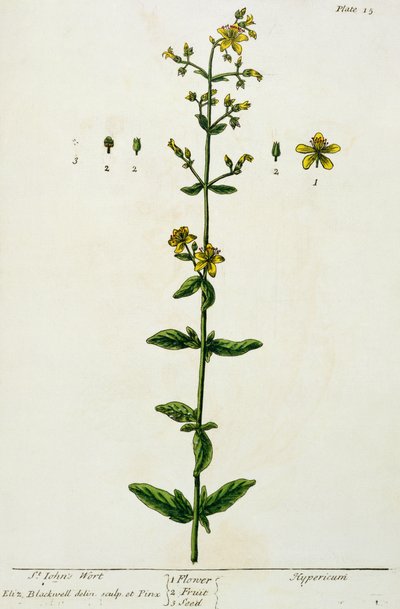 ziele dziurawca, tablica 15 z "Ciekawego zielnika", wydana w 1782 r. (kolorystyka) autorstwa Elizabeth Blackwell