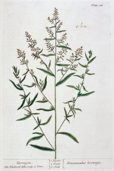Estragon, 1782 autorstwa Elizabeth Blackwell