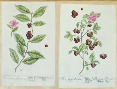 Herbata i chińska herbata, talerz z "Herbarium Blackwellianum" wydany w 1757 r. w Norymberdze (Niemcy) (kolor grawerowany) autorstwa Elizabeth Blackwell