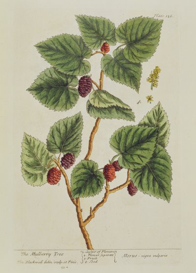 Drzewo morwowe, tablica 126 z "A Curious Herbal", opublikowana w 1782 r. (rycina kolorowa) autorstwa Elizabeth Blackwell